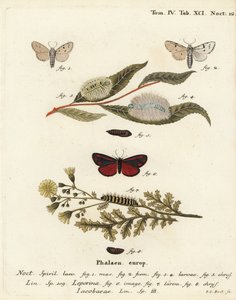 Miller møll, Acronicta leporina 1-5, og cinnaber møll, Tyria jacobaeae 6-8. Håndkolorert kobberstikk av Johann Carl Bock etter Eugenius Johann Christoph Espers Sommerfuglene i illustrasjoner fra naturen, Erlangen av Johann Carl Bock