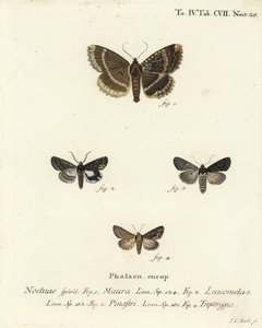 Gammel dame eller svart undervinge, Mormo maura 1, østlig alkymist, Aedia leucomelas 2 og Dypterygia scabriuscula 3,4. Håndkolorert kobberstikk av Johann Carl Bock etter Eugenius Johann Christoph Espers Sommerfuglene i illustrasjoner etter Na av Johann Carl Bock