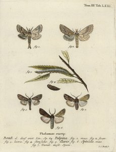 Blek fremtredende, hjerte og kølle, og mørkt sverdgress, av Johann Carl Bock