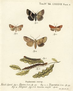 Passasjermøll, Dysgonia algira 1, dun-bar, Cosmia trapezina 2-3, dobbel pil eller spåmann, Graphiphora augur 4, larver 5-6. Håndkolorert kobberstikk av Johann Carl Bock etter Eugenius Johann Christoph Espers Sommerfuglene i illustrasjoner n