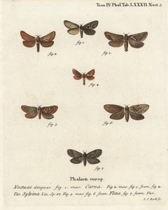 Pharmacis carna 2-4, orange swift, Triodia sylvina 5,6, og gold swift, Phymatopus hekta 7. Håndkolorert kobberstikk av Johann Carl Bock etter Eugenius Johann Christoph Espers Sommerfuglene i illustrasjoner fra naturen, Erlangen av Johann Carl Bock