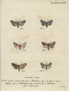 Pulverisert quaker, rød kastanje, mursteinsmøll, etc. av Johann Carl Bock