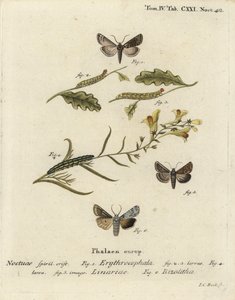 Rødhodet kastanje, Conistra erythrocephala 1-4, paddelinbrokade, Calophasia lunula 5 og grå skulderknute, Lithophane ornitopus 6. Håndkolorert kobberstikk av Johann Carl Bock etter Eugenius Johann Christoph Espers Die Schmetterlinge i Abb av Johann Carl Bock
