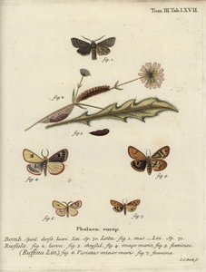 Rød-line quaker, skyet buff og volang kastanje. av Johann Carl Bock