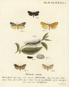 Rødhalset løper, Atolmis rubricollis 1,, firflekket løper, Lithosia quadra 2-6, og buff løper, Katha depressa 7,9. Håndkolorert kobberstikk av Johann Carl Bock etter Eugenius Johann Christoph Espers Die Schmetterlinge in Abbildungen na av Johann Carl Bock