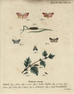 Rosenrød fotmann og kortkappet møll. av Johann Carl Bock