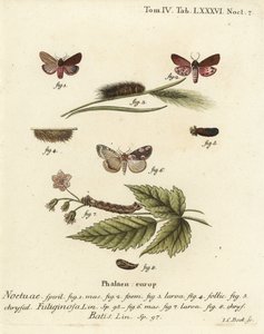 Rubintigermøll, Phragmatobia fuliginosa 1-5, og ferskenblomstmøll, Thyatira batis 6-8. Håndkolorert kobberstikk av Johann Carl Bock etter Eugenius Johann Christoph Espers Sommerfuglene i illustrasjoner fra naturen, Erlangen