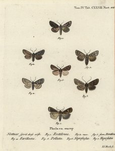 Saksisk møll, Hyppa rectilinea 1, saksmøll, Hada plebeja 2,3, myrdolk, Acronicta strigosa 4, brunflekket pinion, Agrochola litura 5, hvitlinjepil, Euxoa nigrofusca 6, Opigena polygona 7. Håndkolorert kobbergravering Carl Bock etter av Johann Carl Bock