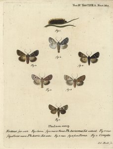 Knappe dolk, Acronicta auricoma 1-3, platanmøll, Acronicta aceris, muskatmøll 4,5, Hadula trifolii 6 og variert krone, Hadena compta 7. Håndfarget kobberstikk av Johann Carl Bock etter Eugenius Johann Christoph Esperlings Die Sch. av Johann Carl Bock