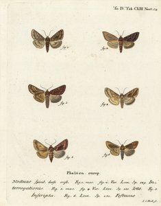Knappe sølv Y, Syngrapha interrogationis 1,2, vanlig gylden Y, Autographa jota 3-5, gullflekk, Plusia festucae 6. Håndkolorert kobberstikk av Johann Carl Bock etter Eugenius Johann Christoph Espers Sommerfuglene i illustrasjoner basert på Nat. av Johann Carl Bock