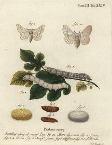Silkmoth, Bombyx mori.