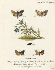 Sølv Y-møll, Autographa gamma 1-4 og Essex Y-møll, Cornutiplusia circumflexa 5,6. Håndkolorert kobberstikk av Johann Carl Bock etter Eugenius Johann Christoph Espers Sommerfuglene i illustrasjoner fra naturen, Erlangen av Johann Carl Bock