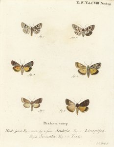 Flekkkløver, Schinia scutosa 1,2, Epilecta linogrisea 3, Guernsey-undervinge, Polyphaenis sericata 4, og halmundervinge, Thalpophila matura 5,6. Håndfarget kobberstikk av Johann Carl Bock etter Eugenius Johann Christoph Espers Die Schmette av Johann Carl Bock