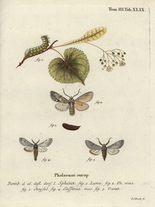 Sprawler møll, Asteroscopus sphinx. av Johann Carl Bock