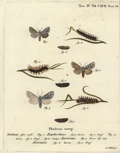 Søtkulemøll, Acronicta euphorbiae 1-5, knapp dolk, Acronicta auricoma 6, og knutegressmøll, Acronicta rumicis 7-9. Håndfarget kobberstikk av Johann Carl Bock etter Eugenius Johann Christoph Espers Die Schmetterlinge i Abbildungen nac av Johann Carl Bock