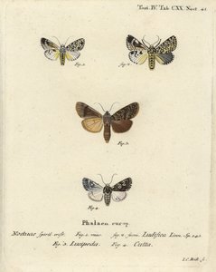 Trichosea ludifica 1,2, sørlig rustikk, Rhyacia lucipeta 3, og Lamprosticta culta 4. Håndfarget kobberstikk av Johann Carl Bock etter Eugenius Johann Christoph Espers Sommerfuglene i illustrasjoner fra naturen, Erlangen av Johann Carl Bock