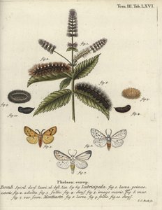 Hvit hermelin, Spilosoma lubricipeda. av Johann Carl Bock