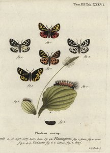 Tigermøll, Parasemia plantaginis.