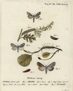 Malurtmøll, Cucullia absinthii 1-3, ormøl, Acronicta alni 4-6, og Cucullia tanaceti 7. Håndfarget kobberstikk av Johann Carl Bock etter Eugenius Johann Christoph Espers Sommerfuglene i illustrasjoner etter naturen, Erlangen av Johann Carl Bock