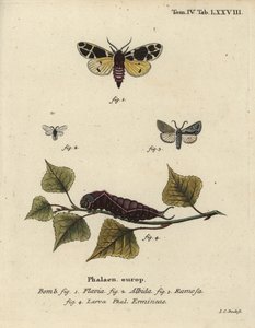 Gul tigermøll, hvit hermelinlarve, etc.