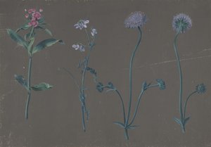 Studie av tre blomster, 1781. av Johann Christian August Birnbaum