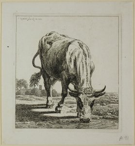 Cow Drinking, fra Die Zweite Thiernahme av Johann Christian Reinhart