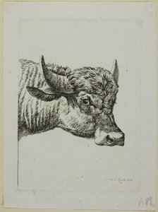 Head of a Buffalo, fra Die Zweite Thiernahme av Johann Christian Reinhart