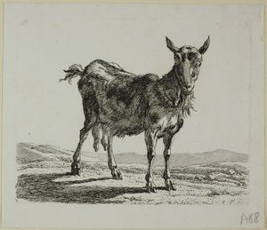 Stående geit, fra Die Zweite Thiernahme av Johann Christian Reinhart