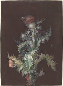 Tistel med insekter, ca. 1755.