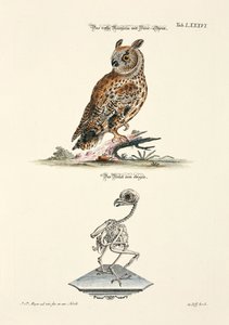 Langøret ugle og skjelettet dens av Johann Daniel Meyer