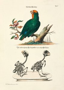 Liten papegøye med skjeletter av Johann Daniel Meyer