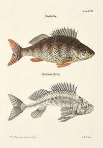 Abboren og dens skjelett av Johann Daniel Meyer