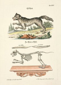 Ulven av Johann Daniel Meyer