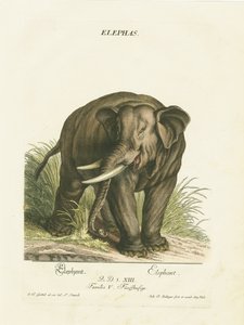 Asiatisk elefant i naturlig habitat