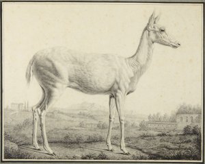  av Johann Elias Ridinger