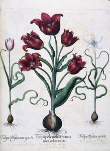 Tulips, 1613