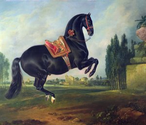 En svart hest som fremfører Courbette (for detaljer se 264709)