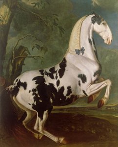 Piebald Stallion ved Eisgruber Stud