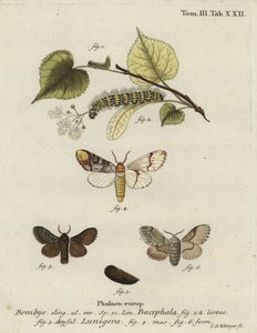 Buff-tip møll, Phalera bucephala og Cosmotriche lobulina.