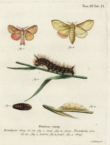 Drikkemøll, Euthrix potatoria.