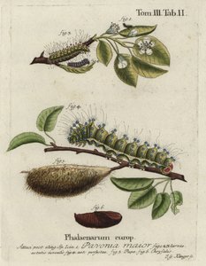 Keisermøll, Saturnia pavonia, larve, puppe, puppe.
