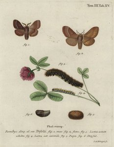 Gressegg, Lasiocampa trifolii. av Johann Georg Klinger