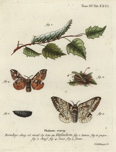 Kentisk herlighet, Endromis versicolora.