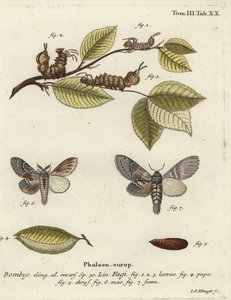 Lobster moth, Stauropus fagi.