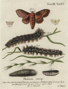 Muslin footman og eik eggar møll. av Johann Georg Klinger