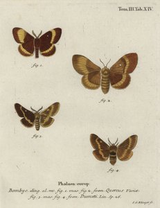 Eikeegg og gresseggmøll. av Johann Georg Klinger