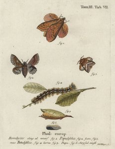 Poplar lappet and small lappet moths.