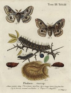 Sloe keisermøll, Saturnia spini.