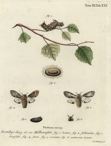 Gulbrun fremtredende møll, Harpyia milhauseri. av Johann Georg Klinger