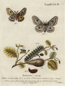 Ukjent bilde av Johann Georg Klinger
